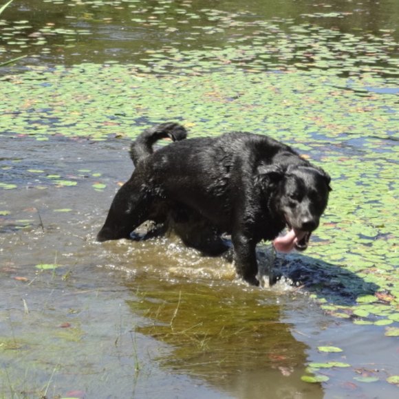 Meet your Posher, Labrador - Picture 15 of 16